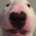 Matt D