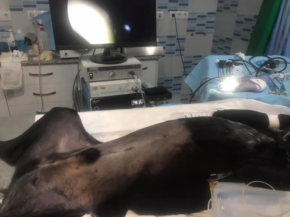 Opiniones clínica veterinaria Mascotasalud Bormujos